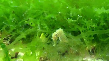 短吻海马海马体海马体游泳藻类黑色的海敖德萨湾